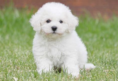 Bishon frise rescue. Bichon and Little Buddies Rescue is a 501 (c) (3) non-profit dog rescue located in Mukwonago WI (Waukesha County), just a short drive southwest of Milwaukee. It is licensed by the State of Wisconsin #268555-DS. Founded in 2000 as a rescue organization for the popular Bichon Frise, the need for services for other little breeds was quickly noted ... 