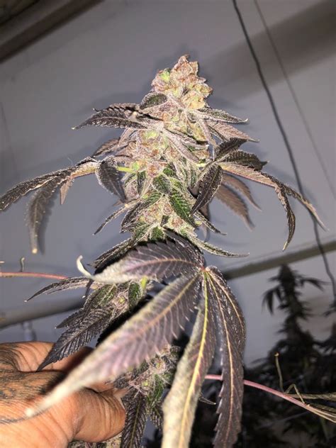 Jungle Pie is a hybrid weed strain made from a genetic cr