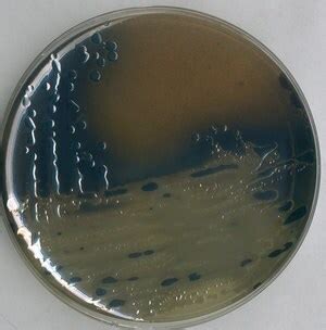 Bismuth sulfit agar Sigma-Aldrich