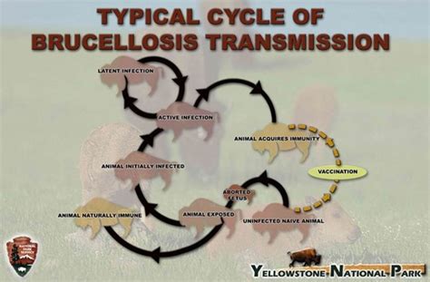 Bison, Boundaries, and Brucellosis: Risk Perception and Political ...