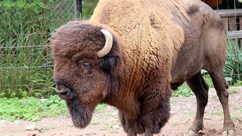 Bison - Animal Facts - Switch Zoo