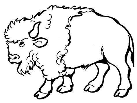 Bison Coloring