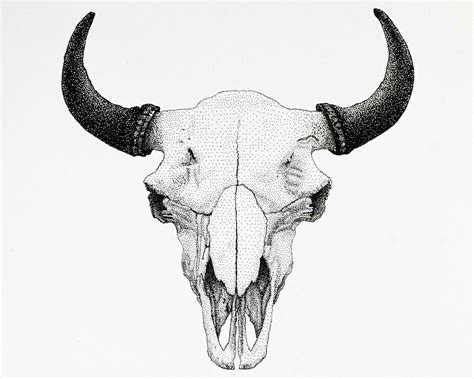 Bison Skull Drawing