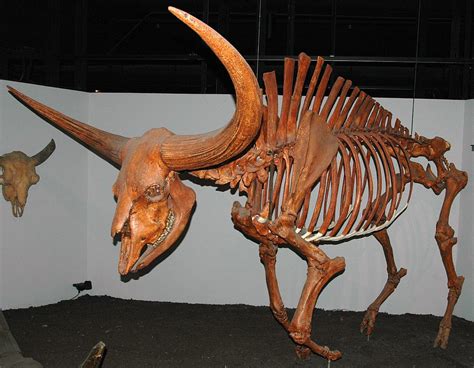 Their ancestors had walked alongside Pleistocene megafauna—mam