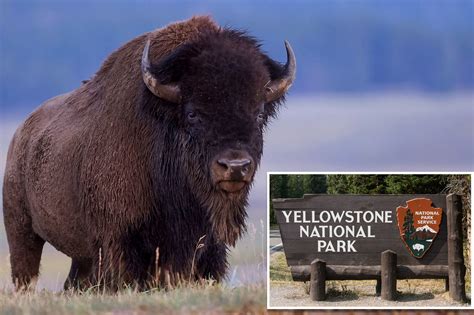 Bison gores Arizona woman visiting Yellowstone