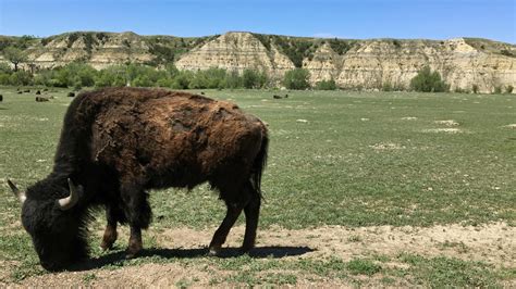 Bison injures Minnesota woman at Theodore Roosevelt National Park