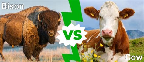 Bison vs. Cow: What Are the Differences? - AZ Animals