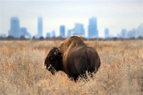Bison vs. urban growth: Rocky Mountain Arsenal seeks solutions to water runoff