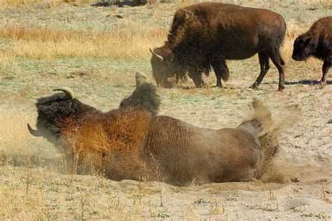 24 Tem 2022 ... Peculiar, dirt seeking behavior like this is called wallowing. Wallowing brings a variety of benefits to bison. The movement jostles off insects .... 