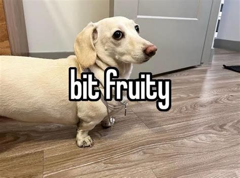 Bit fruity dog meme. Things To Know About Bit fruity dog meme. 