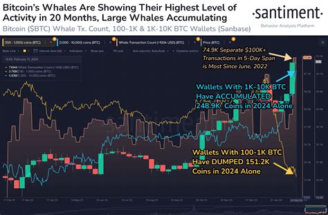 Bitcoin Whale Activity and Key Support Levels