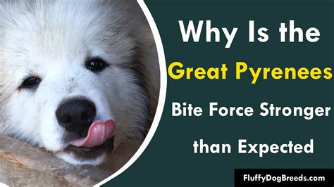 Bite force of a great pyrenees. Great Pyrenees bite force: The Strongest. Between 200 and 400 PSI ... 