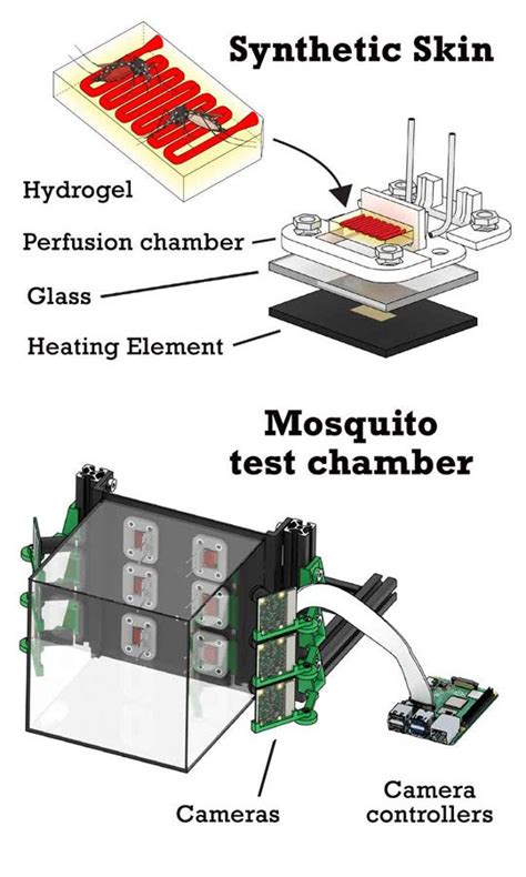 Bite this! Mosquito feeding chamber uses fake skin, real blood