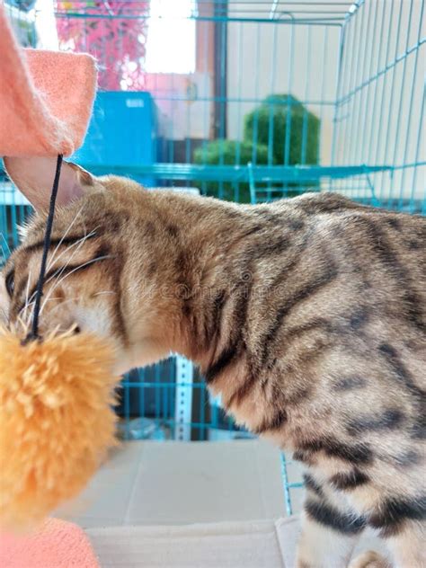 Biting Cat Toy - Etsy