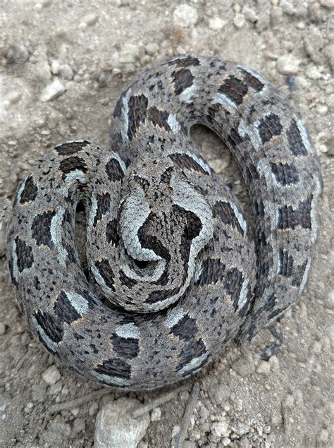 Bitis albanica The Reptile Database