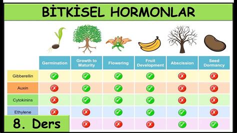Bitki hormonları ve görevleri