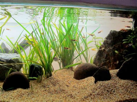 Bitki kumu akvaryum. 