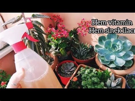 Bitki sinekleri nasıl yok edilir.