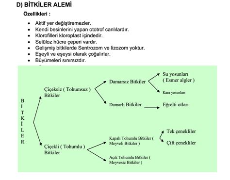 Bitkiler Alemi Konusuna Ait Sayfa.