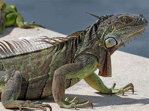 Bitten by an iguana? You could get a rare bacterial infection, new study says