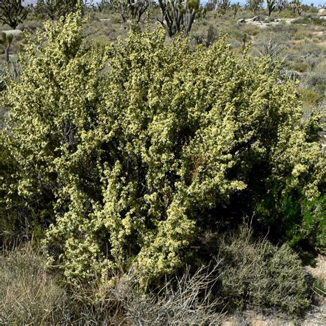 Bitterbrush USU