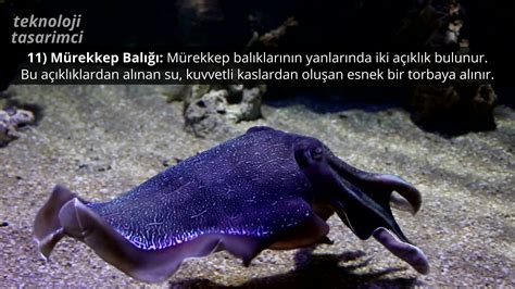 veodersti.rgarabwor.edu.pl. 