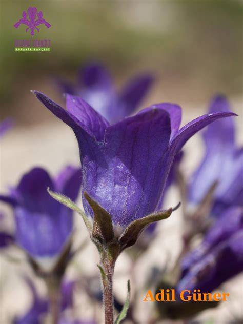 Bizim Bitkiler Facebook.