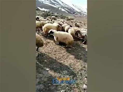 Bizim Elde Koyun Kulu Meleşir song and lyrics by Hasan Gül. 