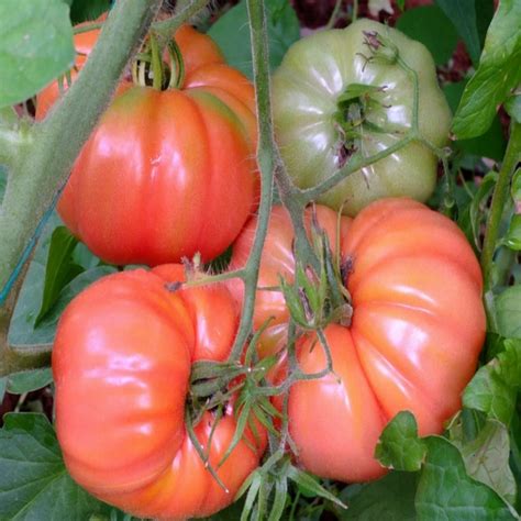 Bizimköy 1 DOMATES.