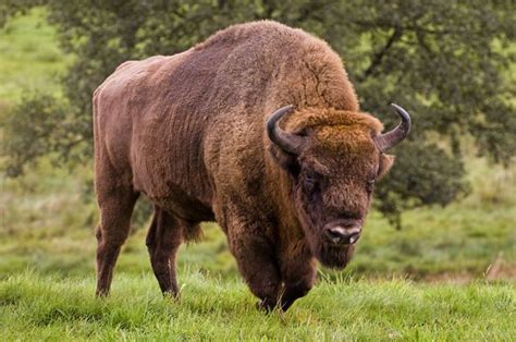 Bizonboerderij nederland