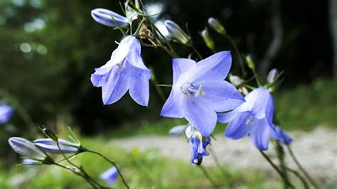 Blåklockor bilder