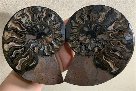 Black Ammonites - Etsy