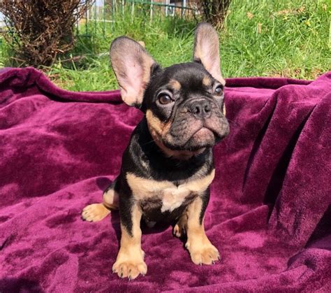 Black And Tan French Bulldog Puppies For Sale