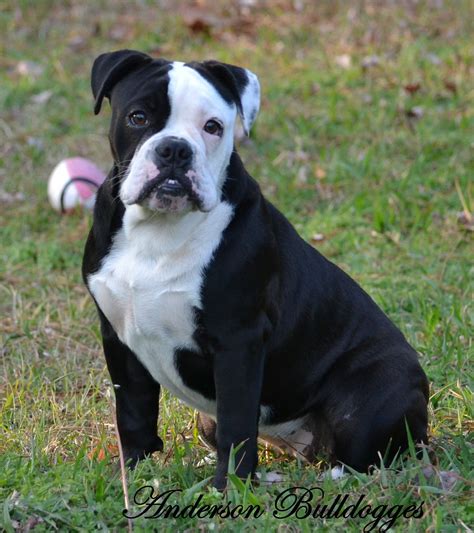 Black And White American Bulldog Puppies For Sale