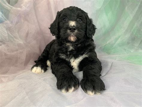 Black And White Bernedoodle Puppies For Sale