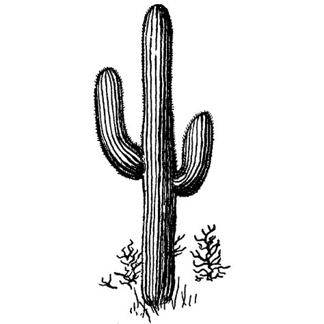 Black And White Cactus Drawing