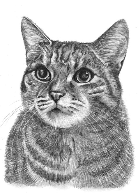 Black And White Cat Drawings