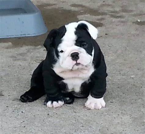 Black And White English Bulldog Puppies For Sale