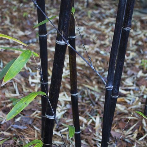 Black Bamboo – Lewis Bamboo