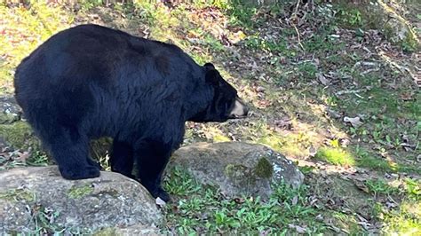 Black Bear Hunters Set Harvest Records in Multiple States