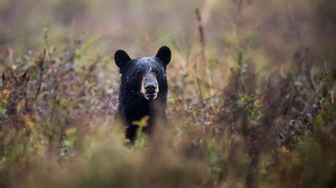 Black Bears in Maryland: Tips to Avoid Conflict - NBC4 Washington