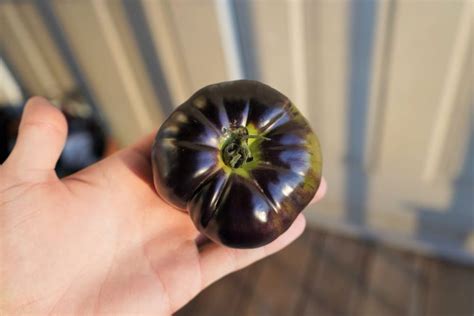 Black Beauty Tomatoes - Gorgeous Purple/Black Heirloom - Tomato Geek