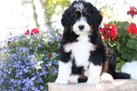 Black Bernedoodle Puppies For Sale