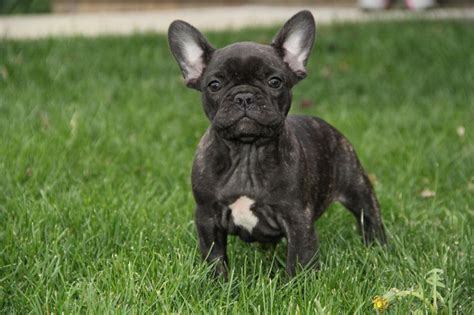 Black Brindle French Bulldog Puppies For Sale