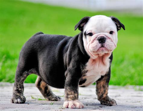 Black British Bulldog Puppies
