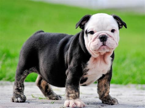 Black British Bulldog Puppy