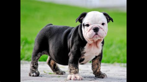 Black Bulldog Puppies For Sale