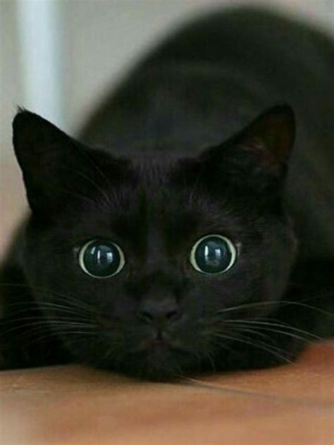 Black Cat With Light Brown Eyes