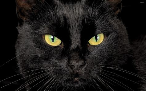 Black Cat Yellow Eyes Wallpaper