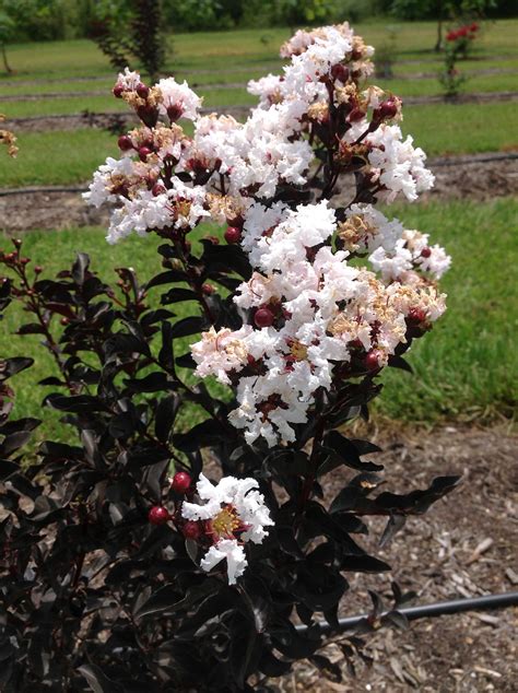 Black Diamond® Pure White Crape Myrtle Tree – …